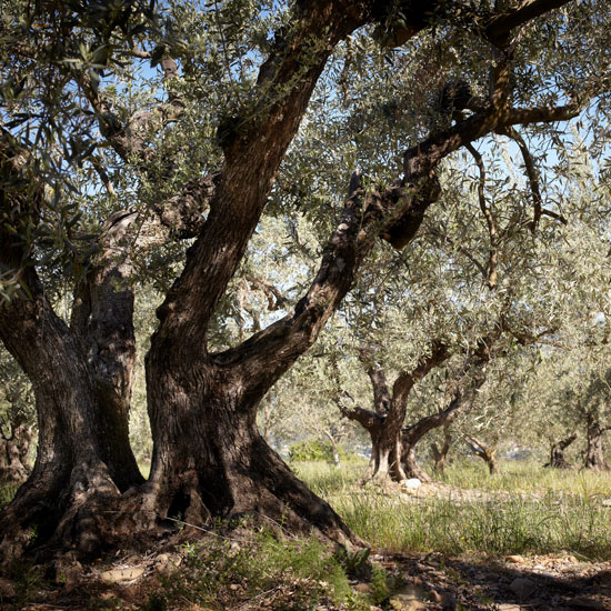 L'archéologie & l'oléastre