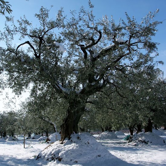 Le grand gel de 1956